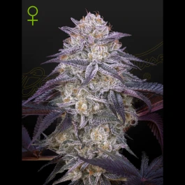 SGHKKAUTO5 - GREEN HOUSE SEED CO. - KING'S KUSH AUTOFLORAISON FEM | 5 GRAINES