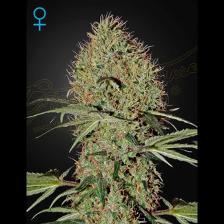 GHSSBAUTO5 - GREEN HOUSE SEED CO. - SUPER BUD AUTOFLOWERING FEM | 5 GRAINES