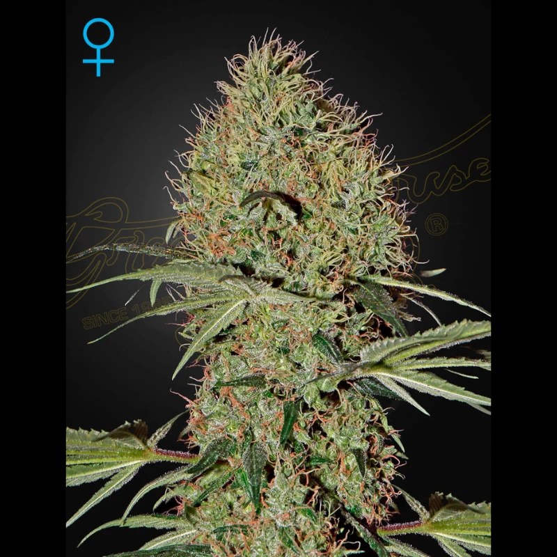GHSSBAUTO5 - GREEN HOUSE SEED CO. - SUPER BUD AUTOFLOWERING FEM | 5 GRAINES