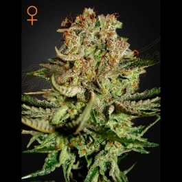 SUBF5 - GREEN HOUSE SEED CO. - SUPER BUD FEM | 5 GRAINES