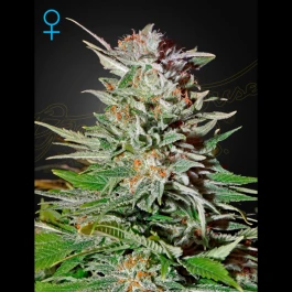 GHSSLHAUTO5 - GREEN HOUSE SEED CO. - SUPER LEMON HAZE AUTOFLOWERING FEM | 5 GRAINES
