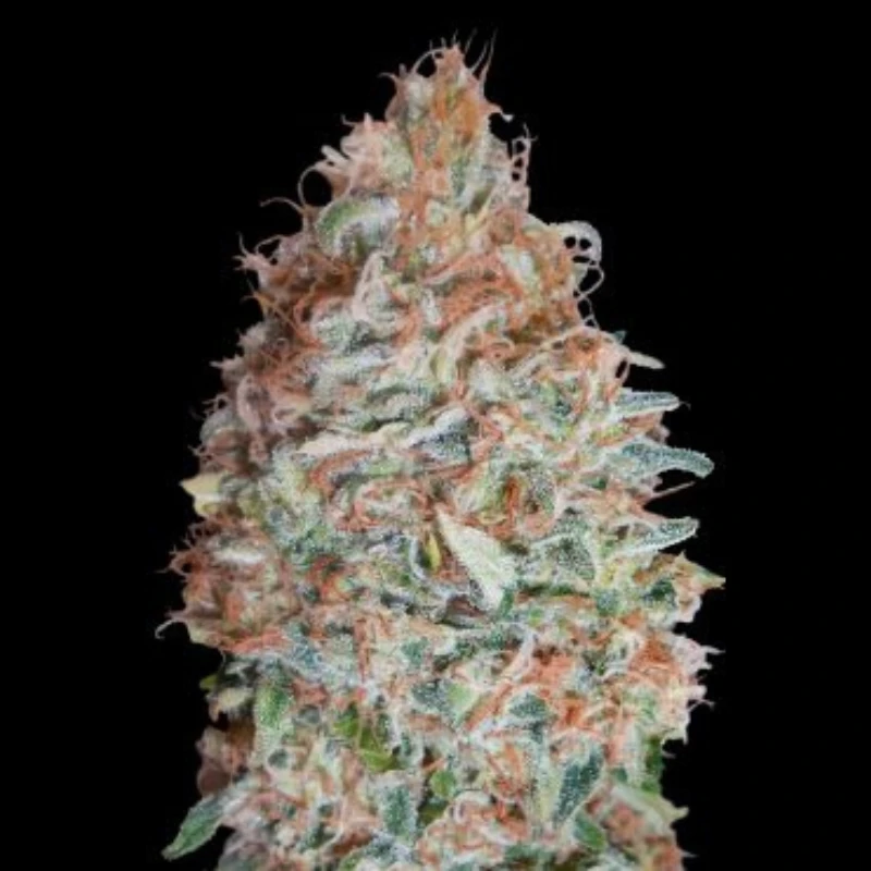 ADVSBC0003 - ADVANCED SEEDS - BANANA COOKIES FEM | 3 GRAINES