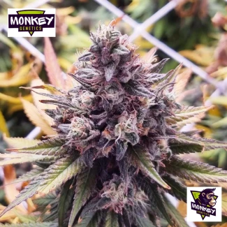 MNKGBBSF0003 - MONKEY GENETICS - BANANA BOOGIE SPLIT FEM | 3 GRAINES