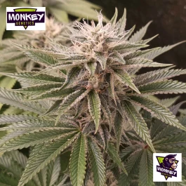 MNKGFMF0003 - GENETICS - FUNKY MONKEY SOUR FEM | 3 GRAINES