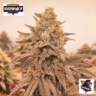 MNKGOTF0003 - MONKEY GENETICS - ORANGU TANGIE FEM | 3 GRAINES