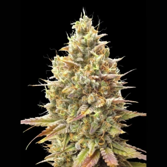 ADVSSBA0003 - ADVANCED SEEDS - AUTO STRAWBERRY BANANA FEM | 3 GRAINES