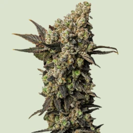RQSF1FEM001075 - ROYAL QUEEN SEEDS - ASTRO LEMONADE F1 FEM | 1 GRAINE