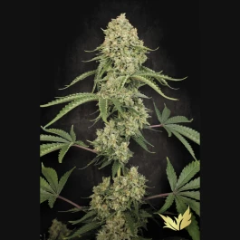 PS0579 - PARADISE SEEDS - TROPICAL FRIUT CAKE FEM | 3 GRAINES