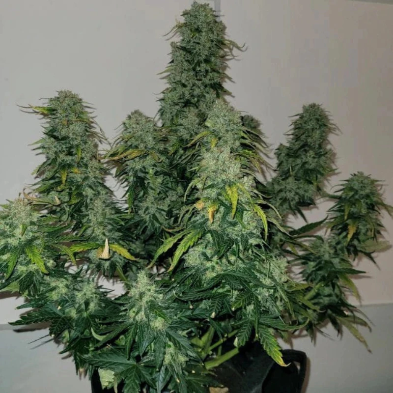 MNKGSBA0003 - MONKEY GENETICS - SHERBET BLAST AUTO FEM | 3 GRAINES