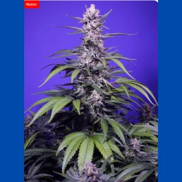 SWPMXLA003 - SWEET SEEDS - PERMANENT MARKER XL AUTO® FEM (SWS120) | 3+1 GRAINES