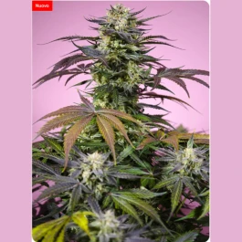 SWGF003 - SWEET SEEDS - GELONADE® FEM (SWS123) | 3+1 GRAINES