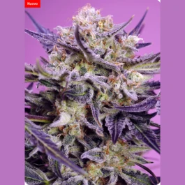 SWFVPG003 - SWEET SEEDS - PINK GUAVA F1 FAST VERSION® FEM (SWS124) | 3+1 GRAINES