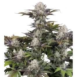 FBS003F9065 - FAST BUDS - FROSTBANGER AUTO F4 FEM | 3 GRAINES