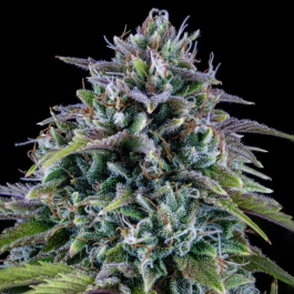 MPHG24C0003A - MEPHISTO GENETICS - 24 CARAT AUTO FEM | 3+2 GRAINES