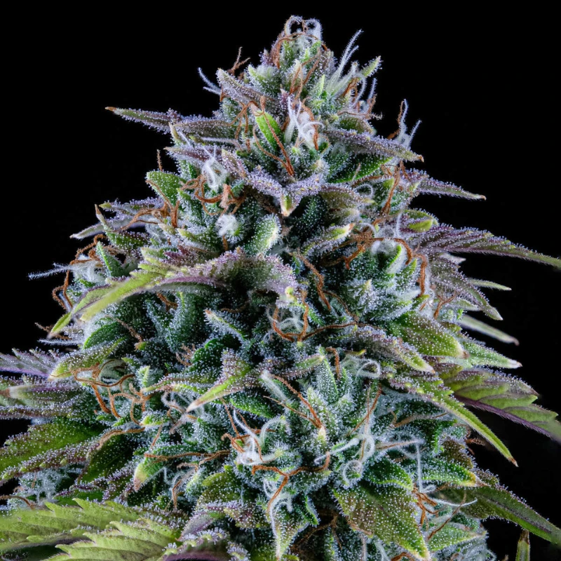 MPHG24C0003A - MEPHISTO GENETICS - 24 CARAT AUTO FEM | 3+2 GRAINES