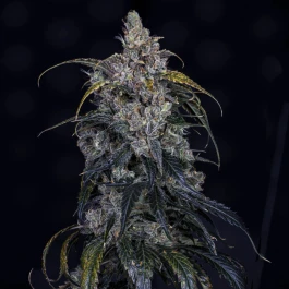 MPHG3BOG0003A - MEPHISTO GENETICS - 3 BEARS OG AUTO FEM | 3+2 GRAINES