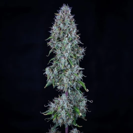 MPHGHBDD0003A - MEPHISTO GENETICS - HUBBABUBBASMELLOSCOPE AUTO FEM | 3+2 GRAINES