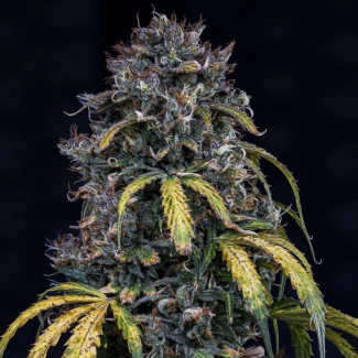 MPHGSOH0003A - MEPHISTO GENETICS - SUPER ORANGE HAZE AUTO FEM | 3+2 GRAINES