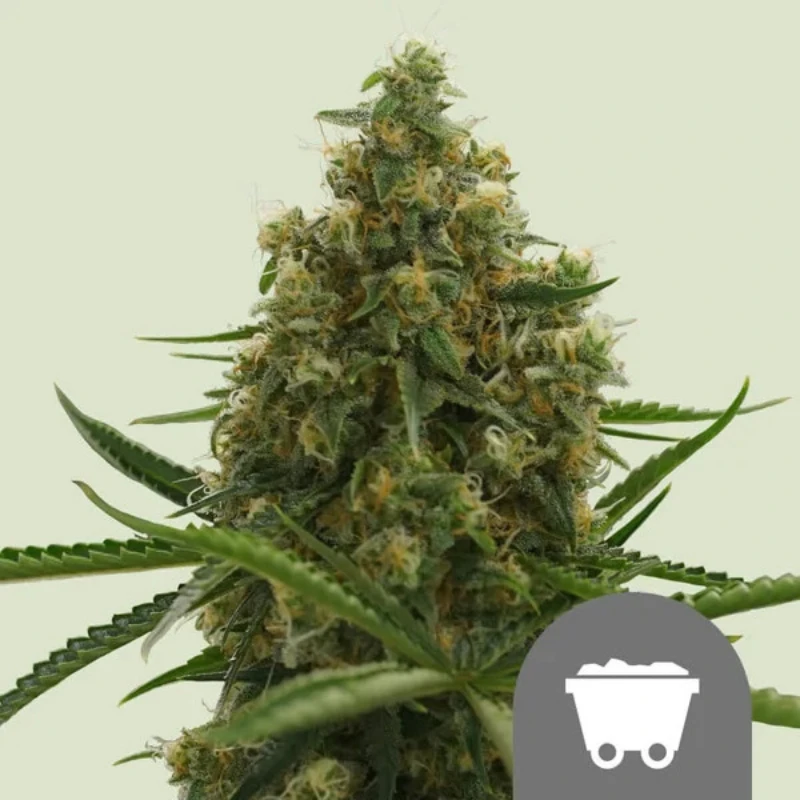 RQSREG10005 - ROYAL QUEEN SEEDS - SHINING SILVER HAZE REG | 10 GRAINES