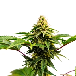 GRTFORI013-005 - GRATEFUL SEEDS - RASJELLY PAMQUEEN FEM (ORIGINAL EDITION) | 5 GRAINES
