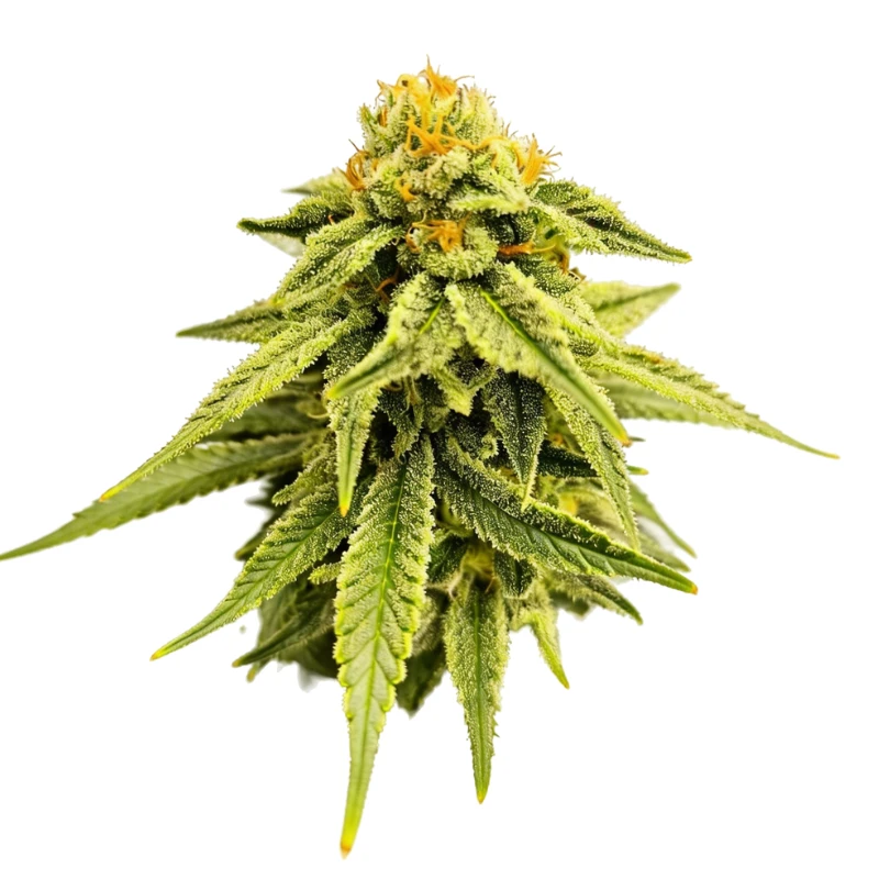 GRTFONE007-005 - GRATEFUL SEEDS - MELTED HEADZ FEM (ONE SHOT EDITION) | 5 GRAINES