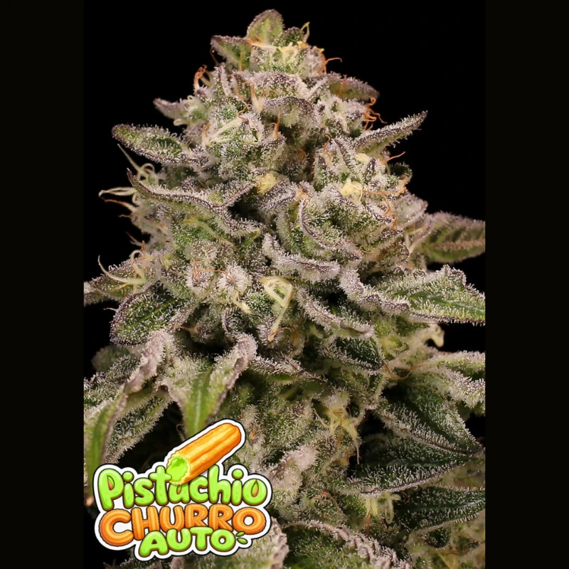 ANSPCAF0003 - ANESIA SEEDS - PISTACHIO CHURRO AUTO FEM | 3 GRAINES