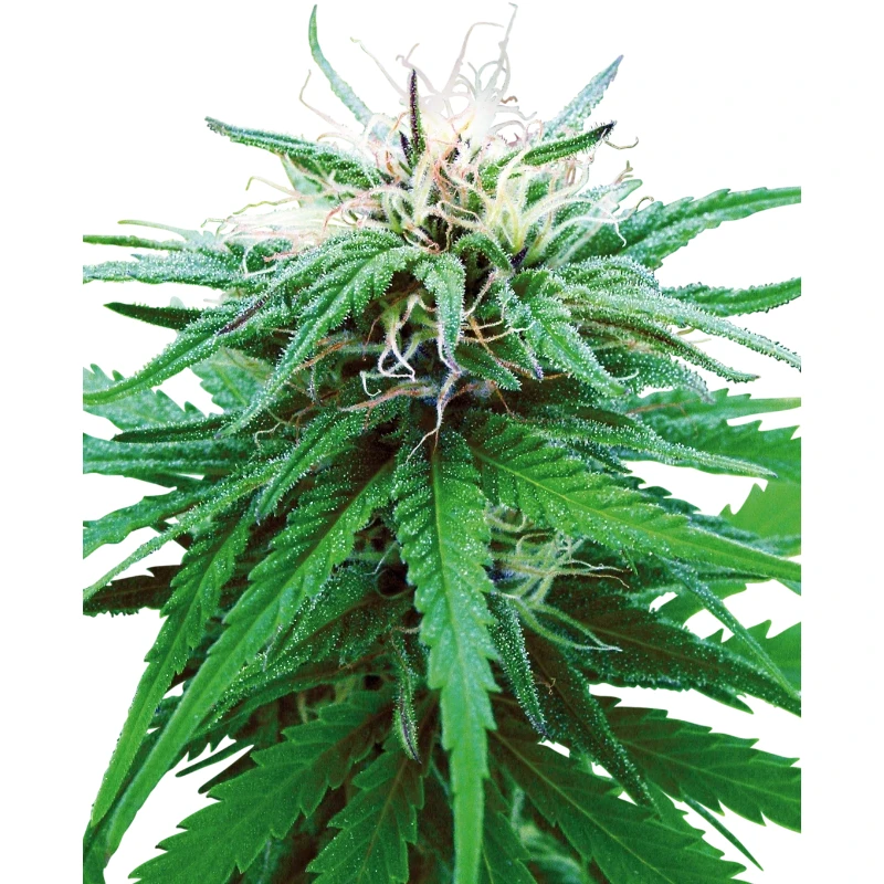 SS1500034 - SENSI SEEDS BANK - RUDERALIS INDICA REG | 10 GRAINES