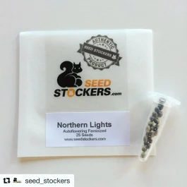 SSTKAF0025036 - SEEDSTOCKERS - CBD 1:1 SILVER LIME HAZE AUTOFLOWER FEM | 25 GRAINES