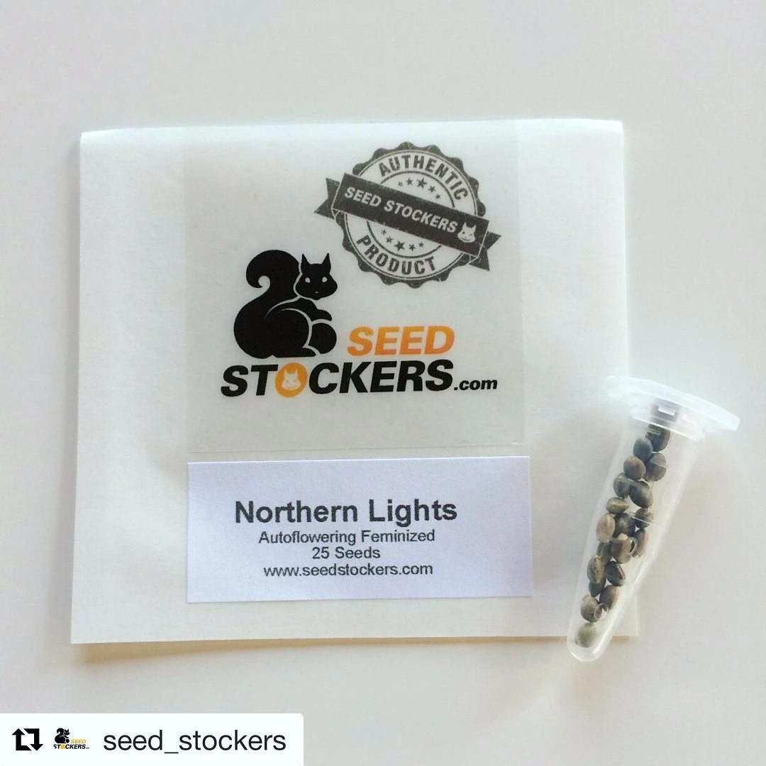 SSTKAF0025036 - SEEDSTOCKERS - CBD 1:1 SILVER LIME HAZE AUTOFLOWER FEM | 25 GRAINES