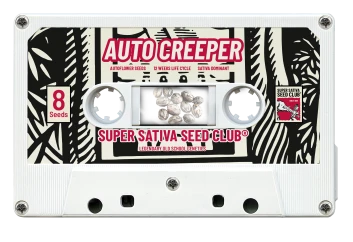 SSSC070302 - SUPER SATIVA SEED CLUB - AUTO CREEPER FEM | 3 GRAINES
