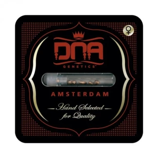 DNAFEM6024 - DNA GENETICS - PURPLE KOSHER FEM | 6 GRAINES