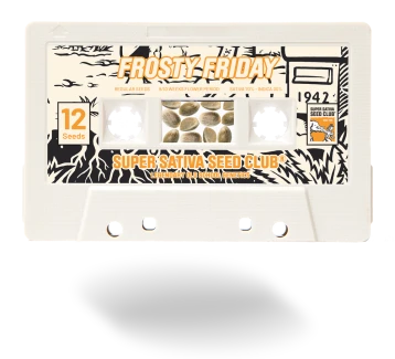 SSSC041201 - SUPER SATIVA SEED CLUB - FROSTY FRIDAY REG | 12 GRAINES
