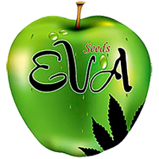 SEV4069 - EVA SEEDS - NEXUS FEM | 6 GRAINES