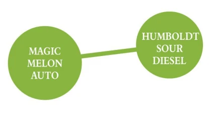 HUMBOLDT SEEDS COMPANY - SOUR APPLE AUTO | 3 SEMI