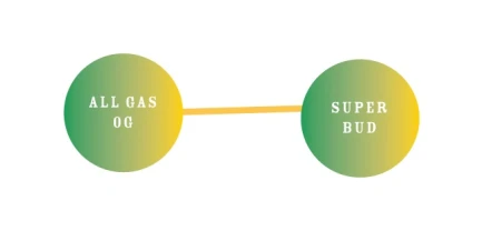 HUMBOLDT SEEDS COMPANY - ED ROSENTHAL'S SUPER HIGH LIFE FEM | 5 SEMI