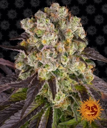 BF2006601 - BARNEY'S FARM - PURPLE PUNCH X LEMON DRIZZLE FEM | 1 SEME