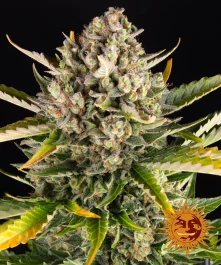 BF1002410 - BARNEY'S FARM - STRAWBERRY CHEESECAKE AUTO FEM | 10 SEMI