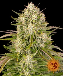 BF1001803 - BARNEY'S FARM - WEDDING CAKE AUTO FEM | 3 SEMI
