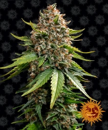 BF1002503 - BARNEY'S FARM - WHITE WIDOW XXL AUTO FEM | 3 SEMI