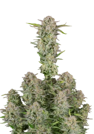 FBS03F9041 - FAST BUDS - BRUCE BANNER AUTO FEM | 3 (+1) SEMI