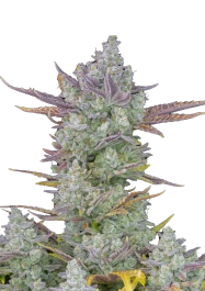 FBS05F0132 - FAST BUDS - GORILLA COOKIES AUTO FEM | 5 SEMI