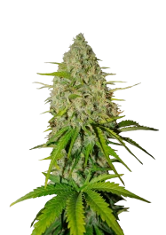 FBS03F9007 - FAST BUDS - GRAPEFRUIT AUTO FEM | 3 SEMI