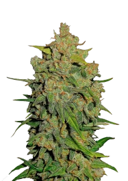 FBS25F9021 - FAST BUDS - LEMON AK AUTO FEM | 25 SEMI