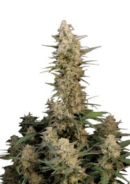 FBS01F9031 - FAST BUDS - ORIGINAL CRITICAL AUTO | 1 SEME