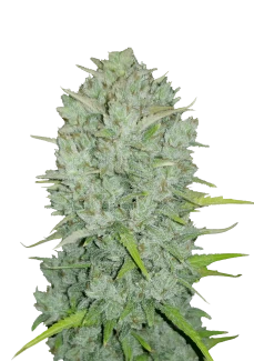 FBS50F9033 - FAST BUDS - ORIGINAL NORTHERN LIGHTS AUTO | 50 SEMI