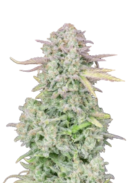 FBS01F9048 - FAST BUDS - ORIGINAL TRAINWRECK AUTO FEM | 1 SEME