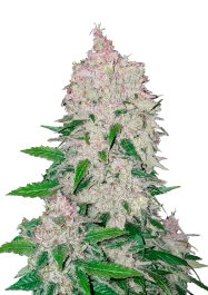 FBS05F9017 - FAST BUDS - STARDAWG AUTO | 5 SEMI