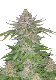 FBS05F0137 - FAST BUDS - STRAWBERRY PIE AUTO | 5 SEMI