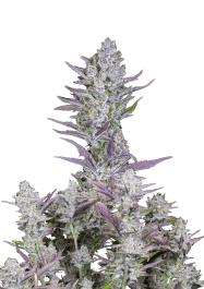 FBS03F9014 - FAST BUDS - WEST COAST O.G. AUTO | 3 SEMI