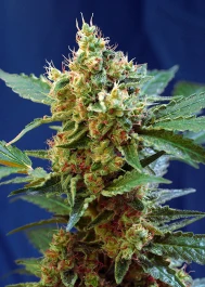 SWACMXLP3 - SWEET SEEDS - CREAM MANDARINE XL AUTO® FEM (SWS55) | 3+1 SEMI